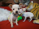 Собаки, щенки Русский гладкошерстный тойтерьер, цена 2500 Грн., Фото