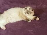 Кішки, кошенята Невськая маскарадна, ціна 23500 Грн., Фото