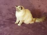 Кошки, котята Невская маскарадная, цена 23500 Грн., Фото