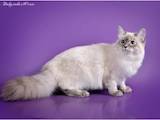 Кошки, котята Невская маскарадная, цена 23500 Грн., Фото
