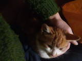 Кошки, котята Американская короткошерстная, цена 25 Грн., Фото