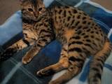 Кішки, кошенята Бенгальськая, ціна 2000 Грн., Фото