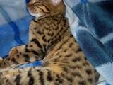 Кошки, котята Бенгальская, цена 2000 Грн., Фото