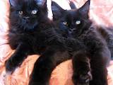 Кішки, кошенята Мейн-кун, ціна 15000 Грн., Фото