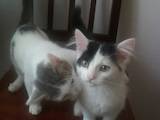 Кошки, котята Балинез, цена 1 Грн., Фото