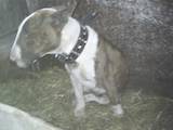 Собаки, щенята Бультер'єр, ціна 2000 Грн., Фото