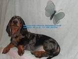 Собаки, щенки Гладкошерстная миниатюрная такса, цена 6000 Грн., Фото