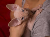 Кошки, котята Канадский сфинкс, цена 5000 Грн., Фото