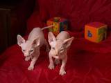 Кішки, кошенята Канадський сфінкс, ціна 5000 Грн., Фото