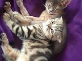 Кішки, кошенята Абіссінська, ціна 100 Грн., Фото