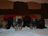 Собаки, щенки Пекинес, цена 850 Грн., Фото