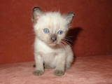 Кошки, котята Бурма, цена 2000 Грн., Фото