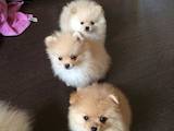 Собаки, щенки Малый шпиц, цена 15000 Грн., Фото