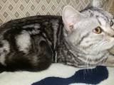 Кошки, котята Американская короткошерстная, цена 1500 Грн., Фото