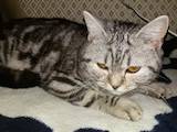 Кошки, котята Американская короткошерстная, цена 1500 Грн., Фото