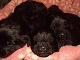 Собаки, щенки Ньюфаундленд, цена 5000 Грн., Фото