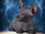 Кошки, котята Донской сфинкс, цена 800 Грн., Фото