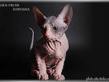 Кошки, котята Донской сфинкс, цена 800 Грн., Фото