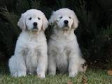 Собаки, щенки Золотистый ретривер, цена 9000 Грн., Фото
