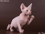 Кошки, котята Канадский сфинкс, цена 800 Грн., Фото
