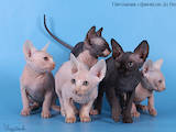 Кошки, котята Канадский сфинкс, цена 800 Грн., Фото