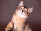 Кошки, котята Сомалийская, цена 800 Грн., Фото