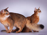 Кішки, кошенята Сомалі, ціна 800 Грн., Фото