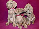 Собаки, щенки Веймарская легавая, цена 8000 Грн., Фото