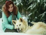 Собаки, щенки Белая Швейцарская овчарка, Фото