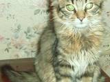Кішки, кошенята Невідома порода, ціна 30 Грн., Фото