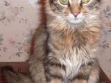 Кошки, котята Неизвестная порода, цена 30 Грн., Фото