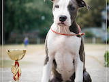 Собаки, щенята Американський стаффордширський тер'єр, ціна 20000 Грн., Фото