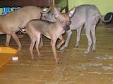 Собаки, щенки Русский гладкошерстный тойтерьер, цена 4000 Грн., Фото