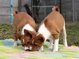 Собаки, щенята Басенджі, ціна 25000 Грн., Фото