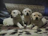 Собаки, щенки Лабрадор ретривер, цена 4000 Грн., Фото