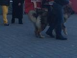 Собаки, щенята Кавказька вівчарка, ціна 10 Грн., Фото
