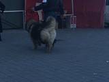 Собаки, щенки Кавказская овчарка, цена 10 Грн., Фото