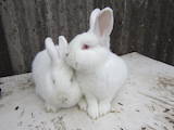 Гризуни Кролики, ціна 250 Грн., Фото