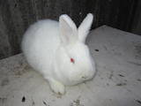 Грызуны Кролики, цена 250 Грн., Фото