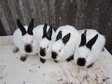 Грызуны Кролики, цена 200 Грн., Фото