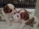 Собаки, щенки Кавалер-Кинг-Чарльз спаниель, цена 15000 Грн., Фото