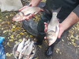 Рибне господарство Риба жива, мальки, ціна 15.40 Грн., Фото