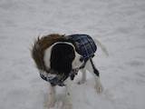 Собаки, щенята Кавалер-кинг-чарльз спаніель, ціна 14000 Грн., Фото
