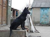 Собаки, щенки Восточно-Европейская овчарка, цена 2000 Грн., Фото