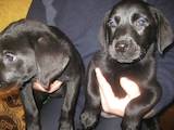 Собаки, щенки Гладкошерстный ретривер, цена 2500 Грн., Фото