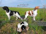 Собаки, щенята Невідома порода, ціна 10000 Грн., Фото