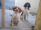 Собаки, щенки Неизвестная порода, цена 10000 Грн., Фото