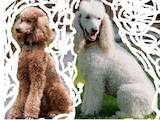 Собаки, щенки Большой пудель, цена 4999 Грн., Фото