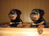 Собаки, щенки Ротвейлер, цена 3300 Грн., Фото