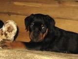 Собаки, щенята Ротвейлер, ціна 3300 Грн., Фото